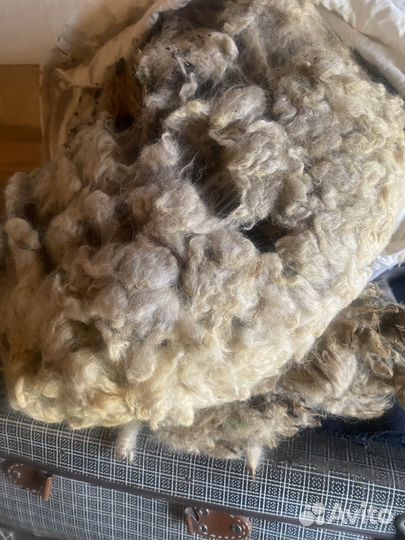 Шерсть овечья не мытая 4кг