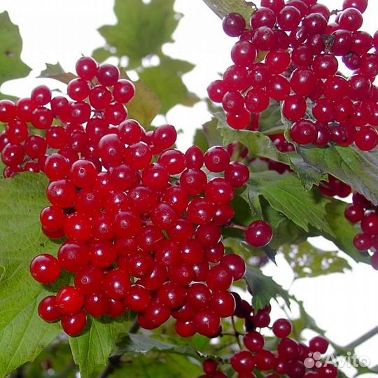 Калина ягода, японская айва