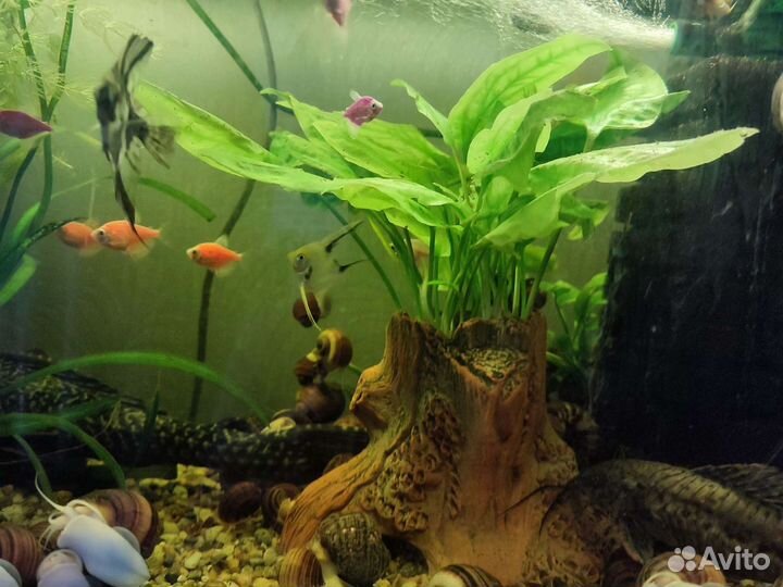 Ампулярии, Растения и Гуппи