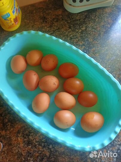 Яйцо домашних курочек