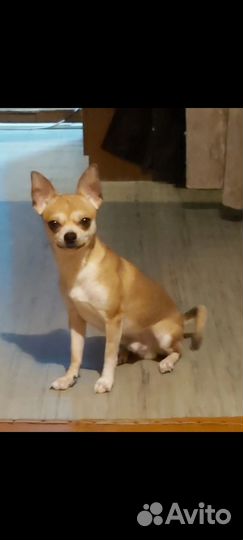 Вязка чихуахуа