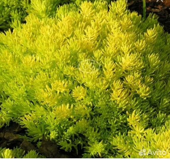 Почвопокровники