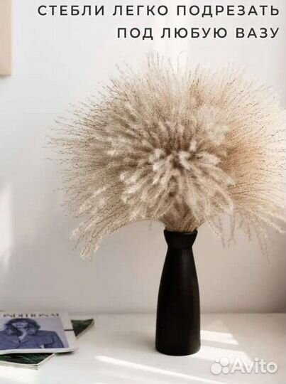 Пампасная трава Мискантус,Сухоцветы для декора
