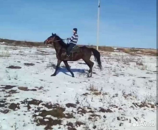 Лошадь жеребец