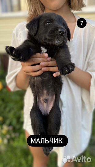 Щенки Бордер колли