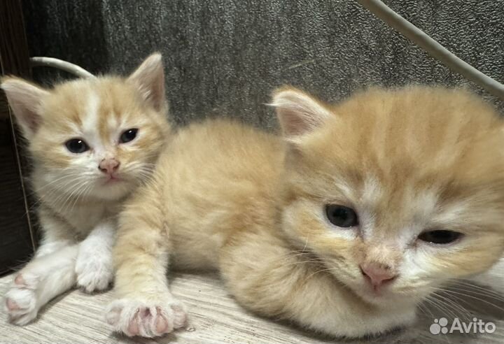 Шотландские прямоухие котята