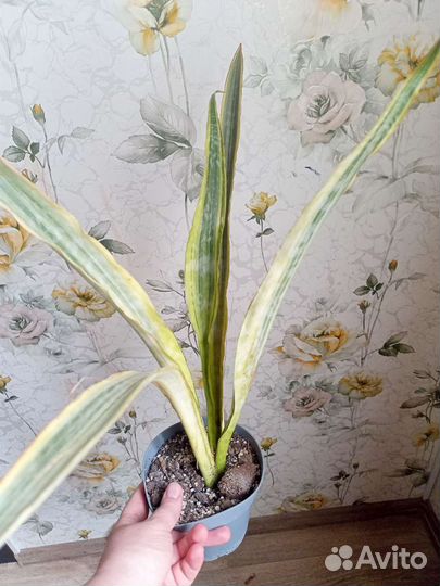 Сансевиерии