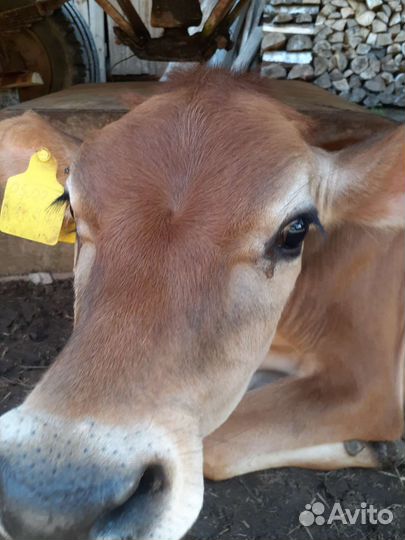 Телочка джерсейская