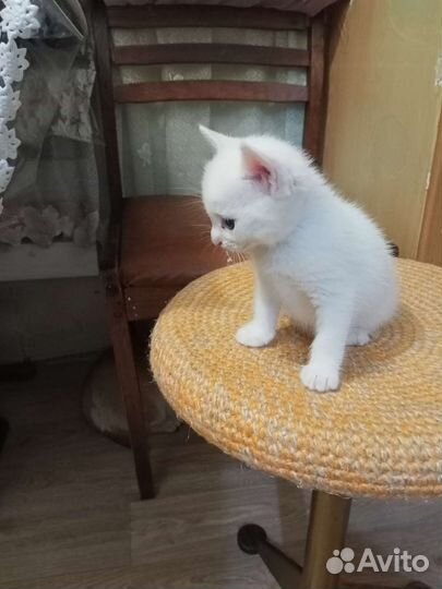 Крошки на ладошке