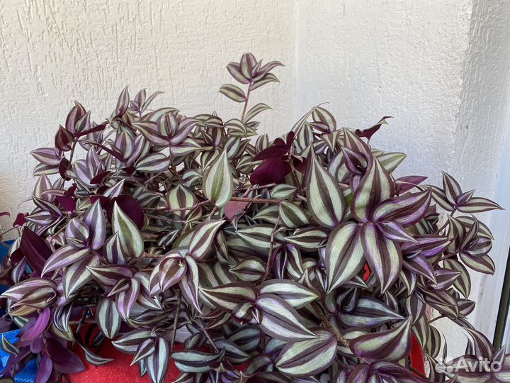 Традесканция