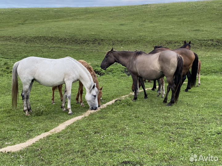 Продажа лошадей
