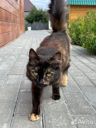 Кошка ищет заботливые руки