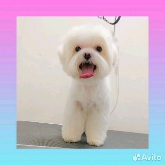 Стрижка кошек и собак в Алтуфьево