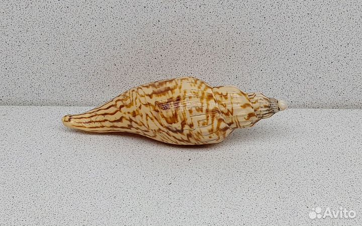 Фулгорария 11,7 морская ракушка раковина