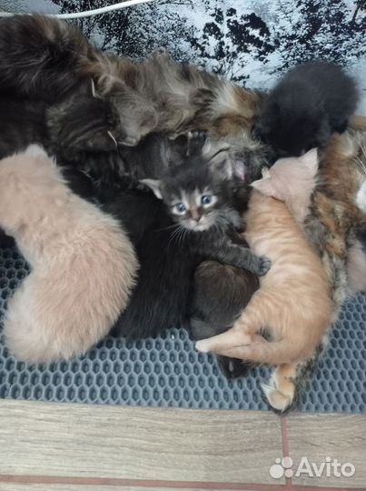 Кошки мейн-кун метис