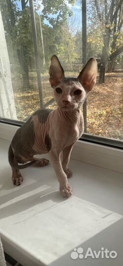 Донской сфинкс