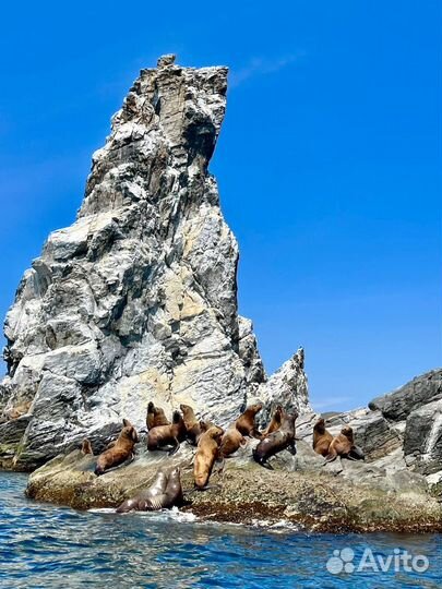 Самая кошачья экскурсия