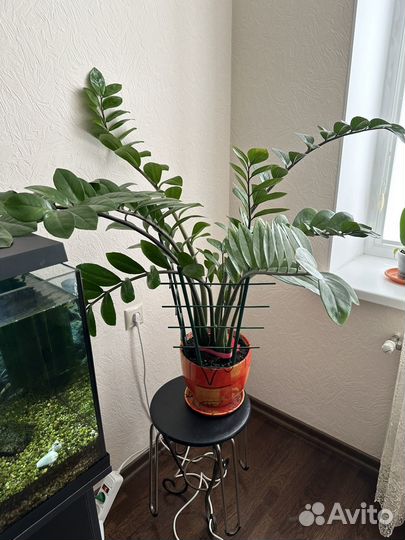 Замиокулькас