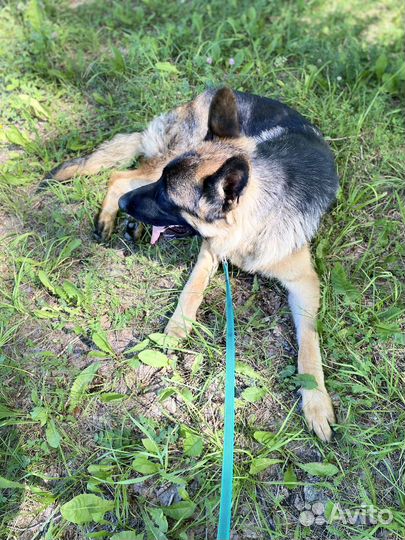 Домашние животные бесплатно собаки