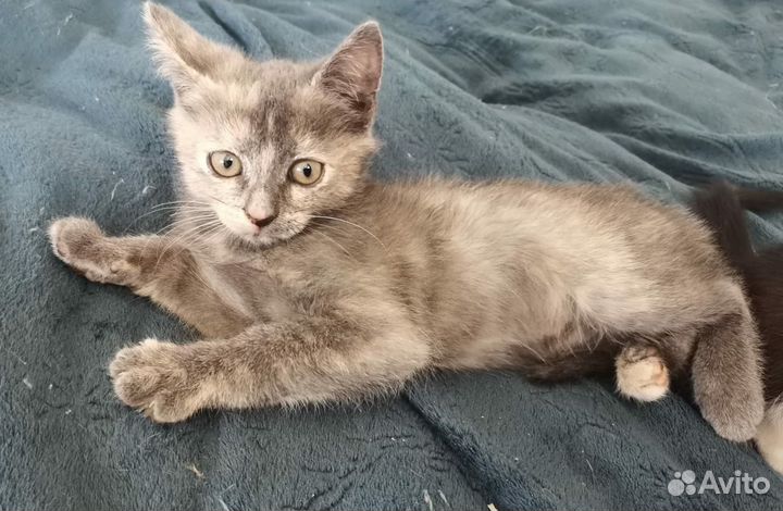 Трехцветный котенок в добрые руки