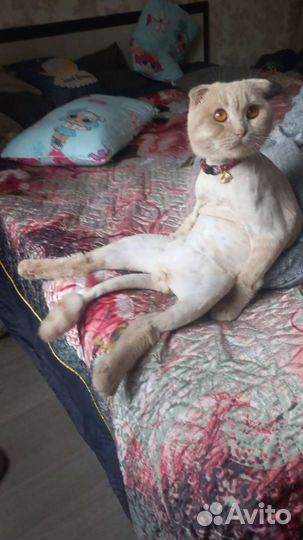 Кот вязка