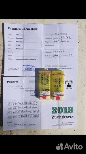 Пчеломатки Бакфаст