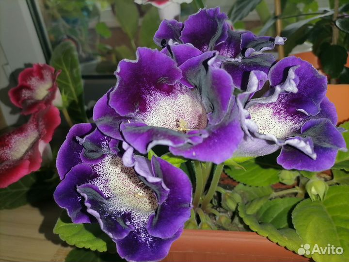 Листочки глоксиний, разные цвета