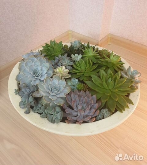 Суккуленты садик в керамическом горшке