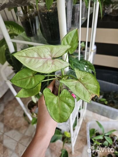 Сингониумы