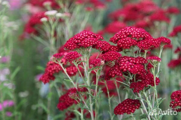 Тысячелистник обыкновенный Red Velvet, объём горшк