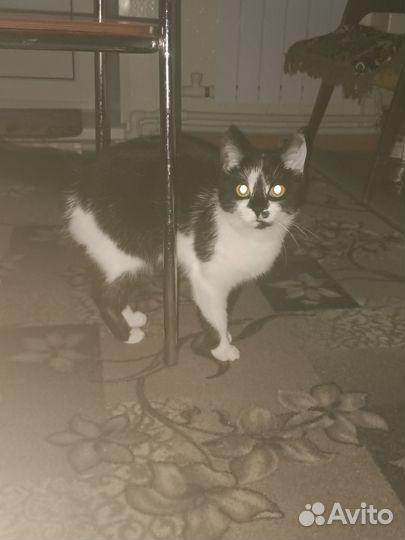 Кошка в дар бесплатно