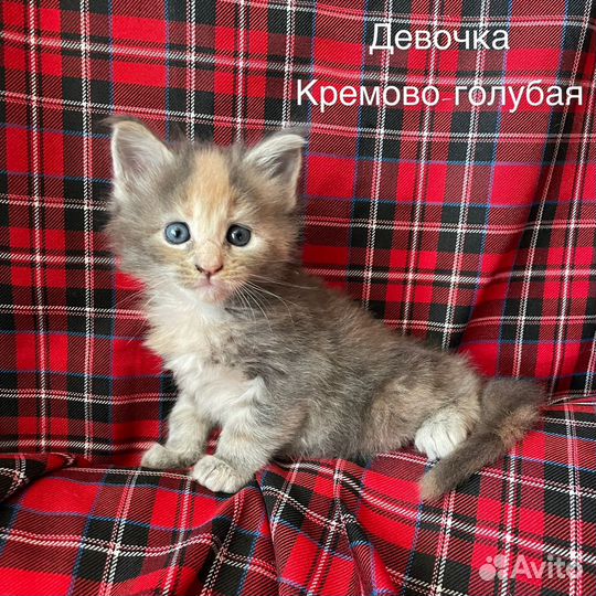 Котята мейн-кун