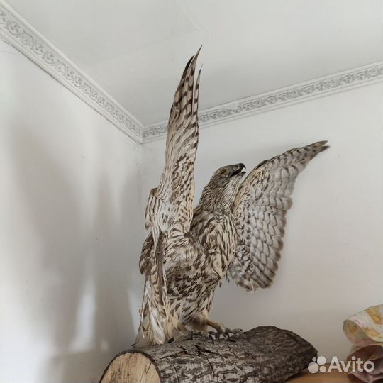 Чучело ястреба