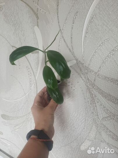 Хойя incrassata Moon Shadow