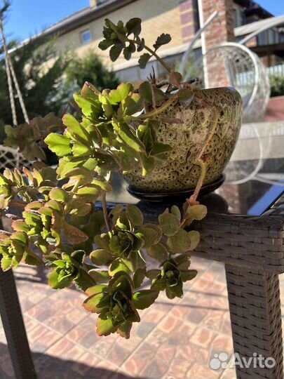 Комнатные растения