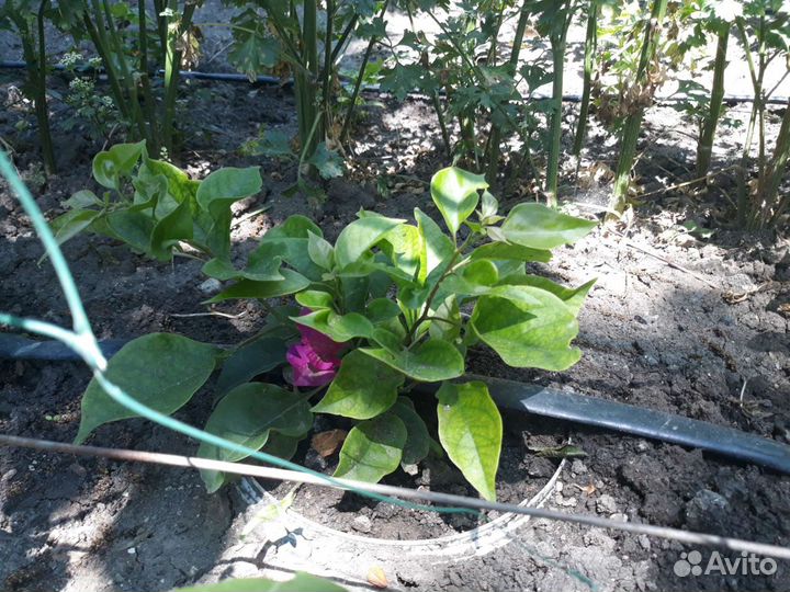 Бугенвиллия