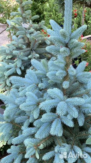 Ель голубая. Елка в горшках