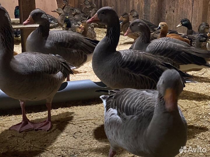 Гуси серые