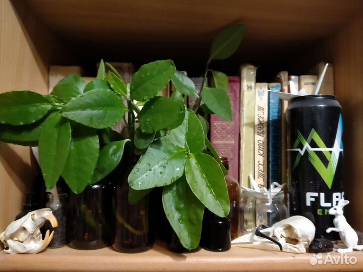 Педилантус черенки