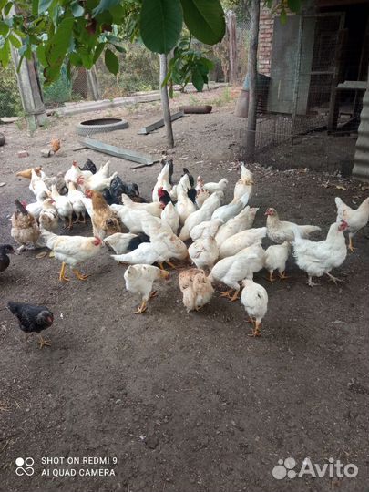 Молодые петушки