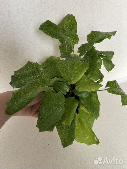 Калатея мозаичная Нетворк