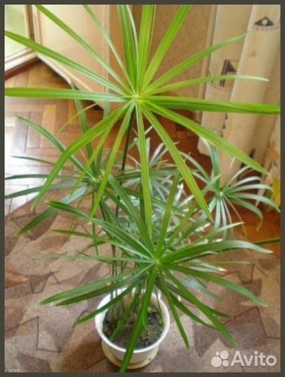 Папирус (Циперус)