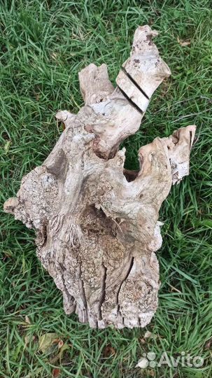 Корень дерева