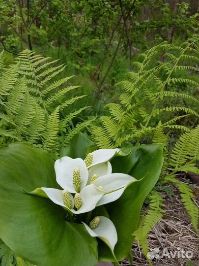 Калла болотная (Белокрыльник)