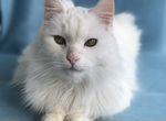 Белый кот в дар