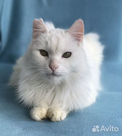 Белый кот в дар объявление продам