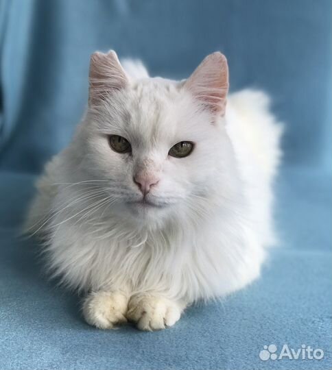 Белый кот в дар