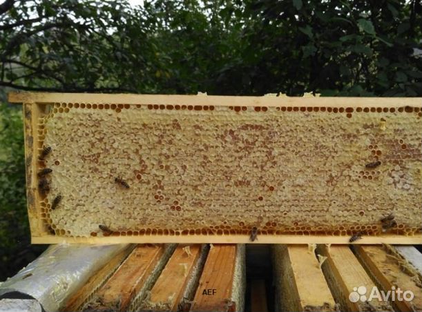 Мед 24 года натуральный опт