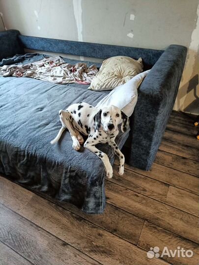 Долматинец