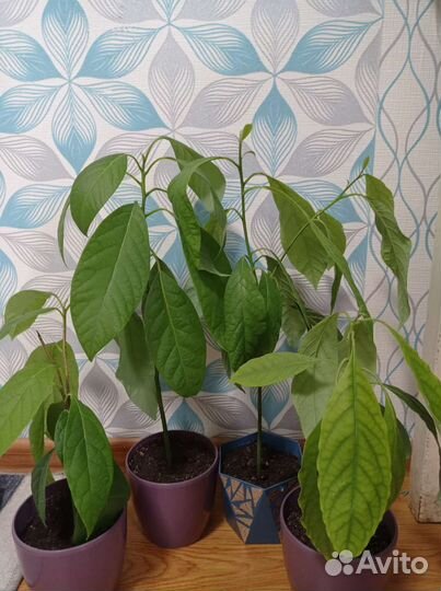 Авокадо дерево